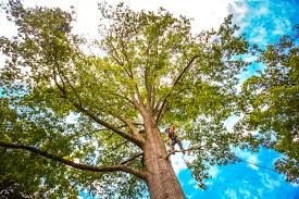  , NC Tree Services Pros